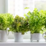 Container Gardening 101: The Easiest Edible Plants to Grow in Pots